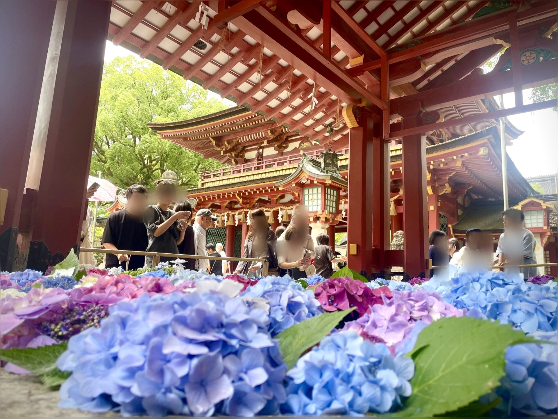 梅雨　紫陽花
